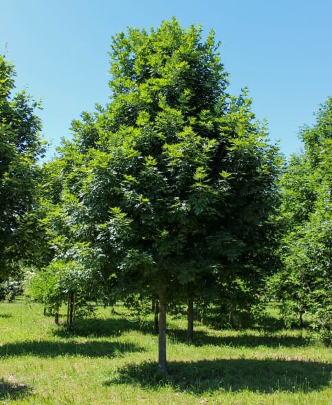 Legacy Sugar Maple (1)