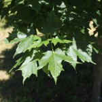 Legacy Sugar Maple (2)