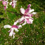 Leonard Messel Magnolia Flower