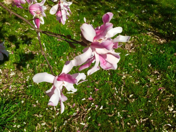 Leonard Messel Magnolia Flower