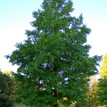 Liquidambar_styraciflua3b