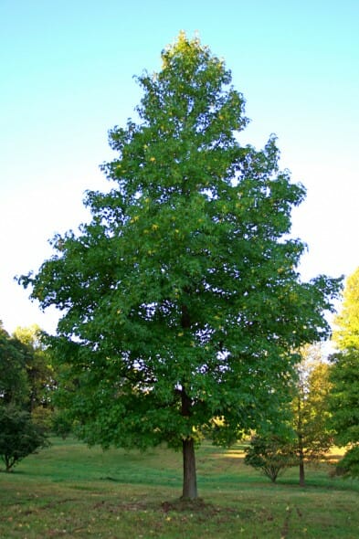 Liquidambar_styraciflua3b