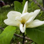 Magnolia Elizabeth flower