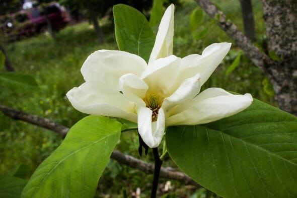 Magnolia Elizabeth flower