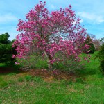 Magnolia alexandria (1)