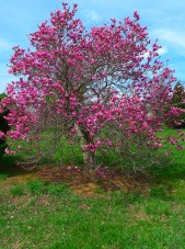Magnolia alexandria (1)