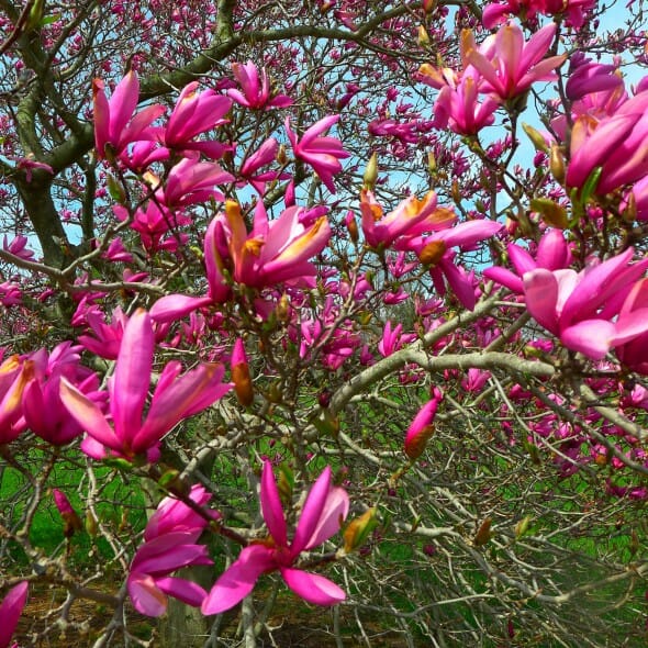 Dark Saucer Magnolia Halka Nurseries
