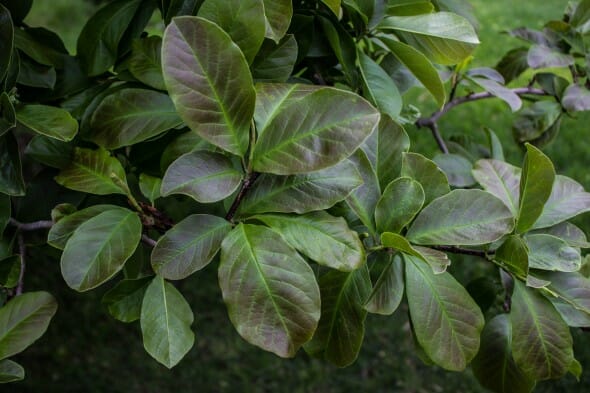 Magnolia dr merrill foliage