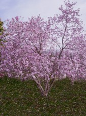 Magnolia leonard messel (2)