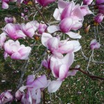 Magnolia soulangeana (2)