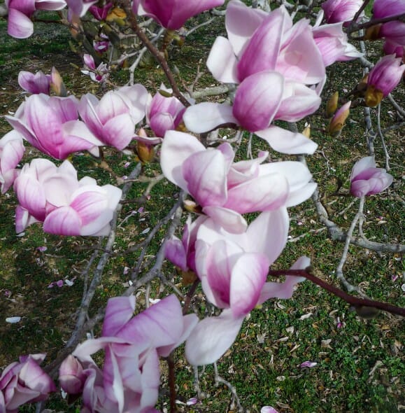 Magnolia soulangeana (2)