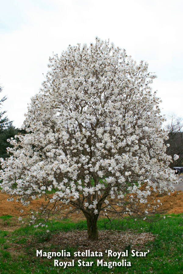Magnolia_stellata_Royal_Star3b Halka Nurseries
