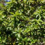 Malus 'coralcole' - Coralburst Crabapple_Foliage View