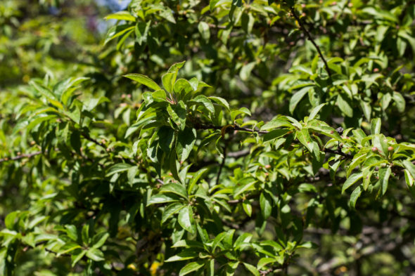 Malus 'coralcole' - Coralburst Crabapple_Foliage View