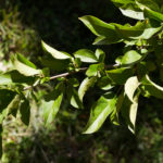 Malus sargentii - Sargent Crabapple_Foliage View