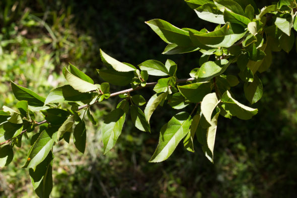 Malus sargentii - Sargent Crabapple_Foliage View