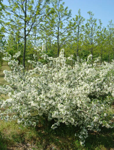 Malus_sargentii