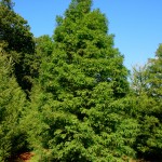 Metasequoia_glyptostroboides3b