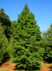 Metasequoia_glyptostroboides3b