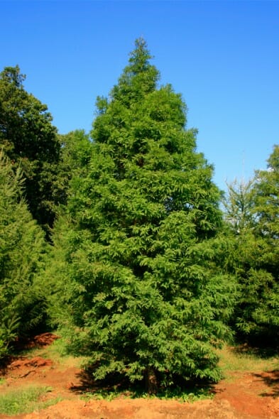 Metasequoia_glyptostroboides3b