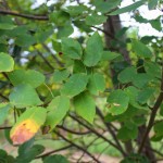 Multi-stem Alleghany Luster Serviceberry (2)