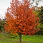 Multistem Red Sunset Maple