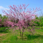 Multistem eastern redbud