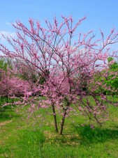 Multistem eastern redbud