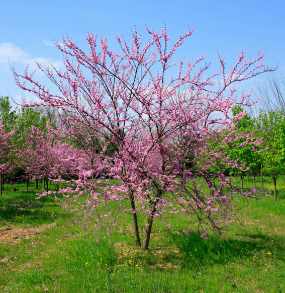 Multistem eastern redbud