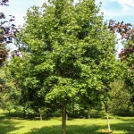 Norway Maple (1)