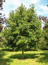 Norway Maple (1)