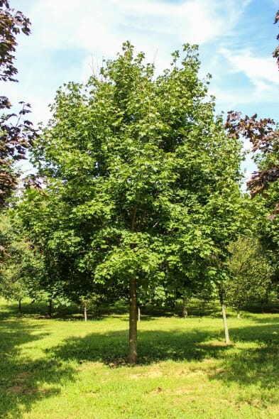 Norway Maple (1)