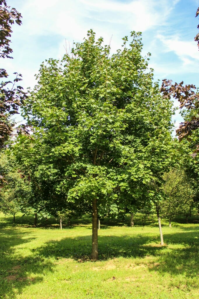Norway Maple (1) Halka Nurseries