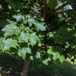 Norway Maple (2)