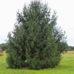 Norway Spruce (1)