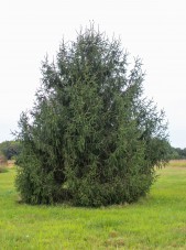 Norway Spruce (1)