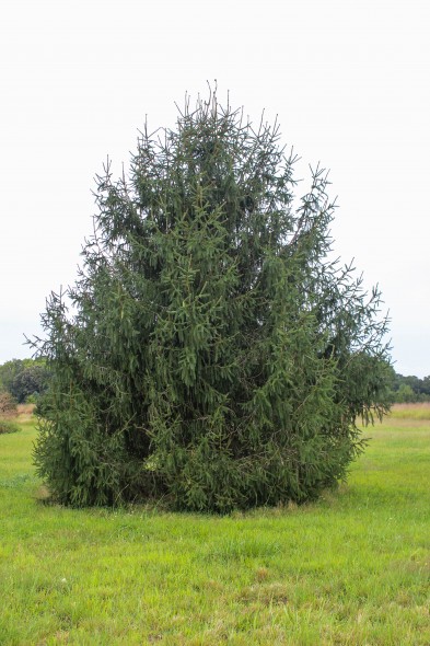 Norway Spruce (1)