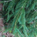 Norway Spruce (4)