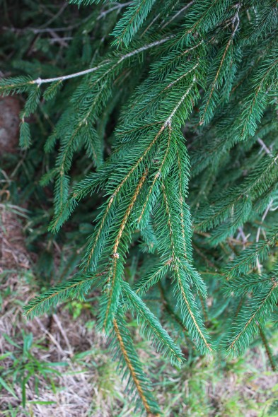 Norway Spruce (4)