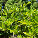 Nyssa sylvatica - Sourgum-Black Tupelo_Foliage View