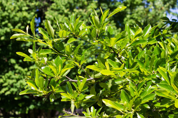 Nyssa sylvatica - Sourgum-Black Tupelo_Foliage View