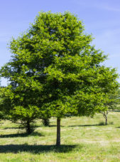 Nyssa sylvatica - Sourgum-Black Tupelo_Spring View