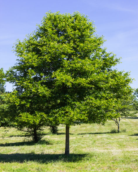 Nyssa sylvatica - Sourgum-Black Tupelo_Spring View