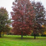 Pin Oak (1)