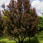 Prairie fire crabapple