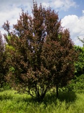 Prairie fire crabapple