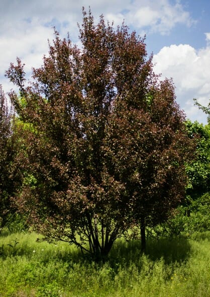 Prairie fire crabapple