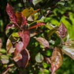 Prairie fire crabapple foliage