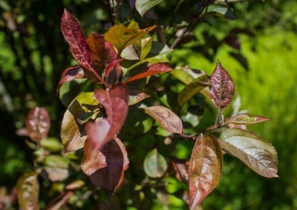 Prairie fire crabapple foliage