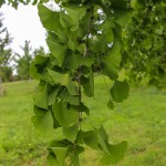 Princeton Sentry Ginkgo (4)